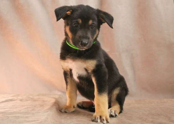 Малюсенькие красивые щеночки ищут дом в Санкт-Петербурге фото 10