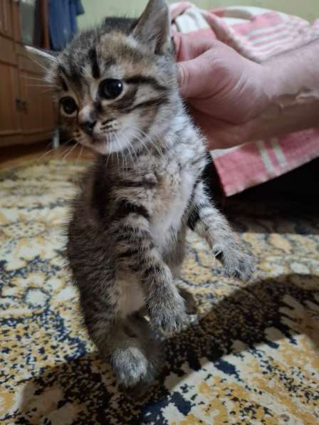 Котятам 1 месяц, мать охотница - грызуны, змеи в Туапсе
