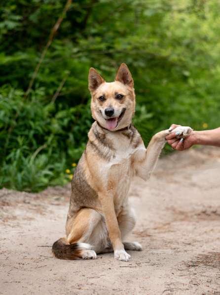 Бетти — та самая, Ваша идеальная собака