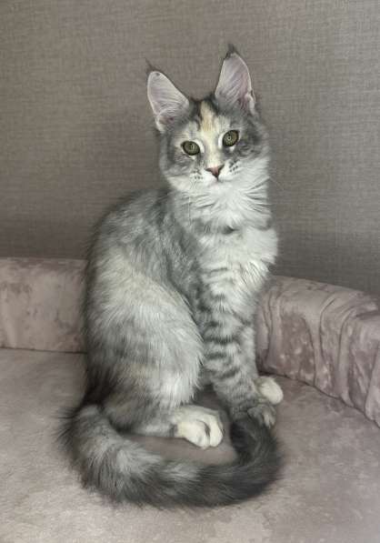 Продажа котят мейн- кун в Москве фото 3