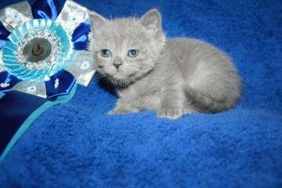 Британские котята в Москве фото 3