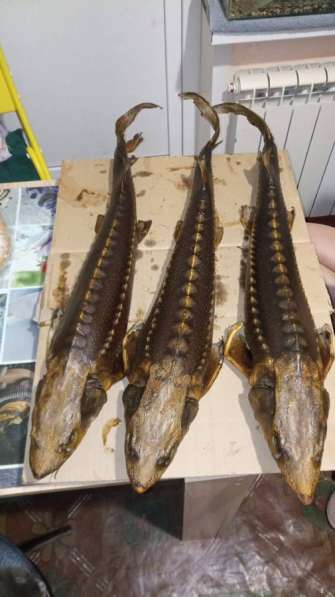 Породы осетровых из аквакультуры в Астрахани фото 6