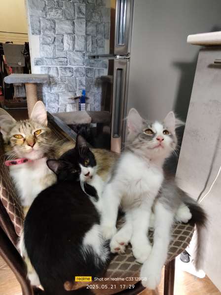 Котята в хорошие руки в фото 4