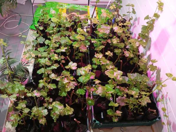 Саженцы винограда Южного Подмосковья в Чехове фото 22