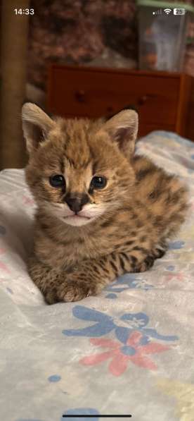 Саванна Ф в Москве