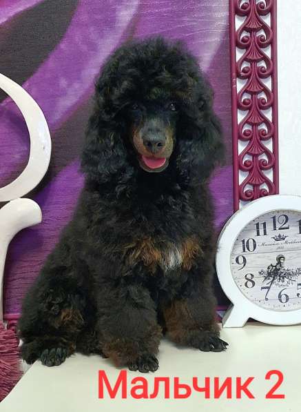 Пуделята фантомы щенки в Москве фото 4