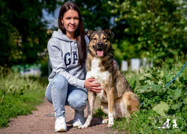 Молодой, жизнерадостный пёс Бим в Москве