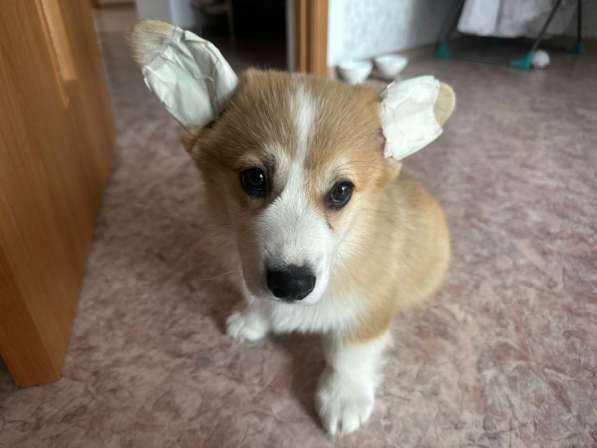 Щенок корги