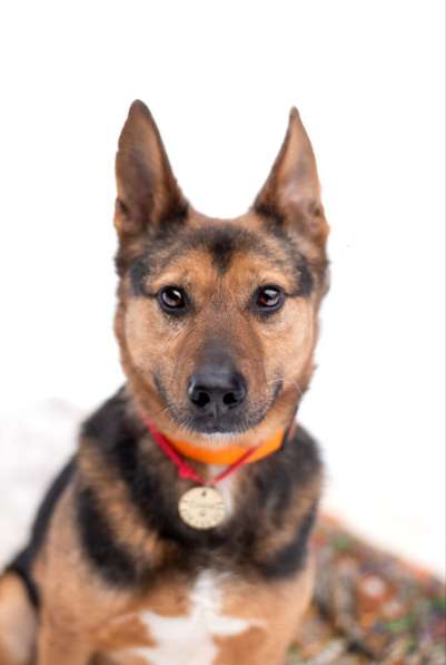 Добряк Стёпа ищет дом в Москве фото 6