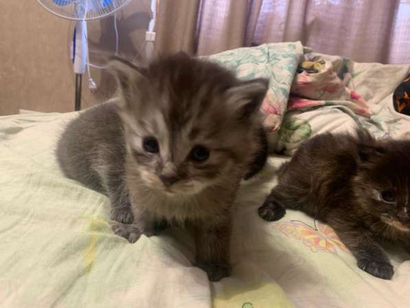 Отдам котят в хорошие руки в Верхней Пышмы фото 3