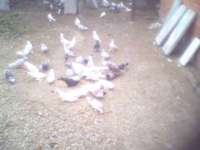Продам голубей разных пород в Крымске фото 4