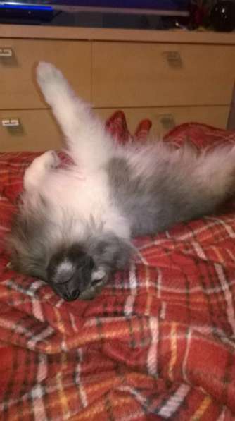 Продам щенка шпица (мальчик)