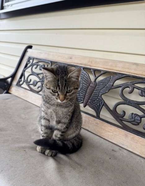 Молодая кошечка Тринити ищет дом в Москве фото 5