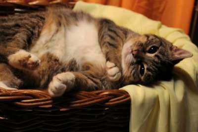 Отдам даром Чудесная кошечка ищет хозяина в Москве фото 3