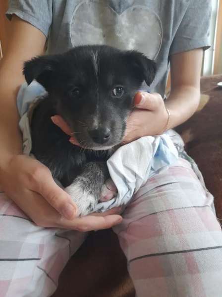 Отдам щенка в добрые руки. Беспородная