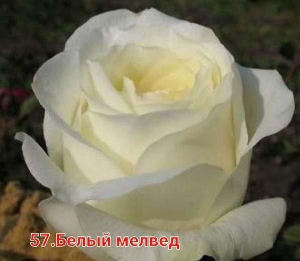 Саженцы роз в Уфе фото 5