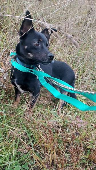 Маленький трогательный пёсик в Санкт-Петербурге фото 7