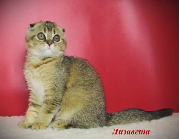 Шотландские котята из питомника в Санкт-Петербурге фото 5