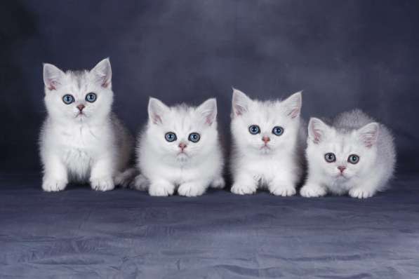 Британские шиншиллы в Санкт-Петербурге фото 6