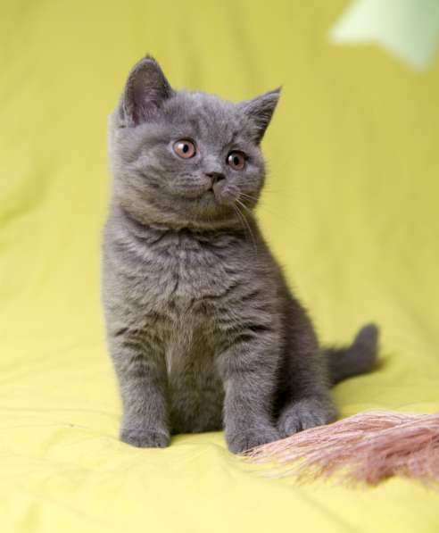 Британская голубая принцесса в Москве фото 5