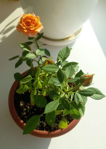 Роза миниатюрная комнатная, саженец в Оренбурге фото 3
