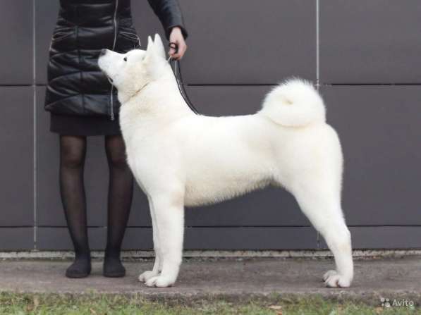Щенки американская акита, с документами в Перми фото 10