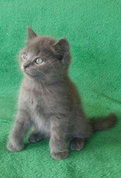 Продам котят британцев в Балаково фото 4