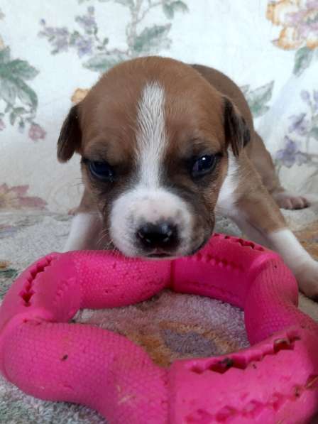 Милые мальчики и девочки Амстаффа резерв ркф в Москве фото 28