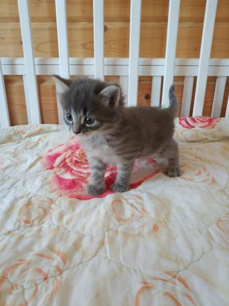 Подарим котяток добрым людям в Москве фото 4