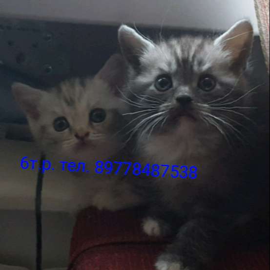 Котенок Дымок в Москве