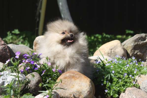 Шпиц в Санкт-Петербурге фото 15