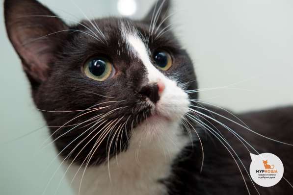 Домашний кот Аристотель в Москве фото 3