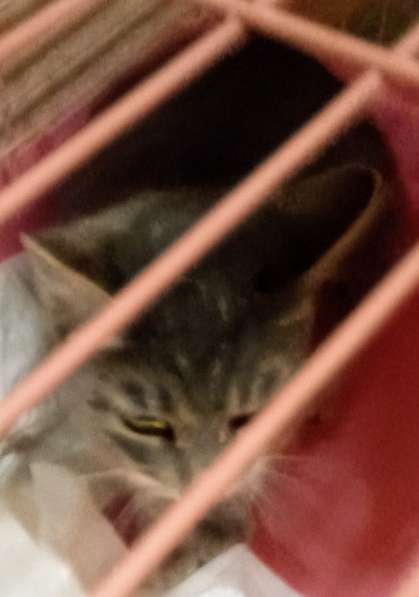 Сос! Кошечку выкинули на улицу в Москве фото 23