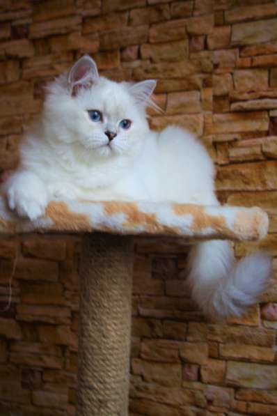 Шотландский котёнок 7 месяца SFL71 ns1133 в фото 6