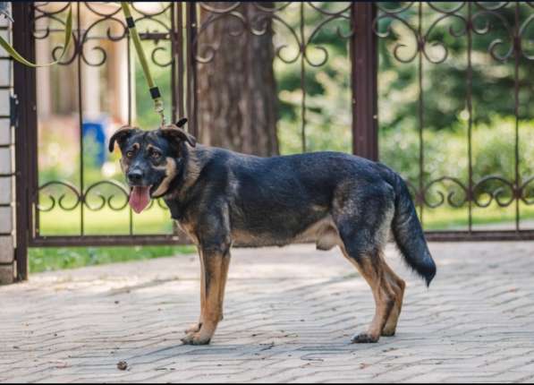 Джек - собака- мечта в добрые руки, умный пес ищет дом в Москве фото 4