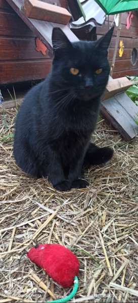 Воспитанный златоглазый котофей в Санкт-Петербурге фото 26