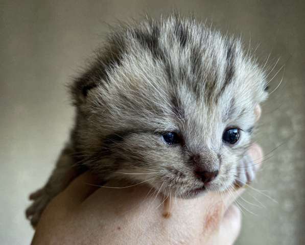 Котята в Казани фото 5