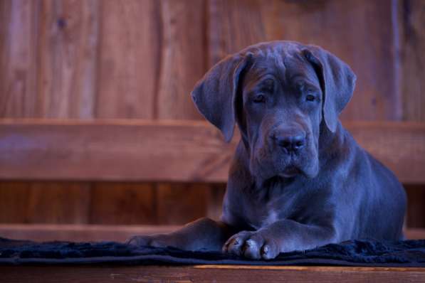 Cane Corso puppies в Астрахани фото 6