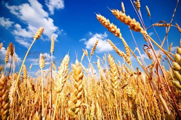 Экспорт продовольственной пшеницы