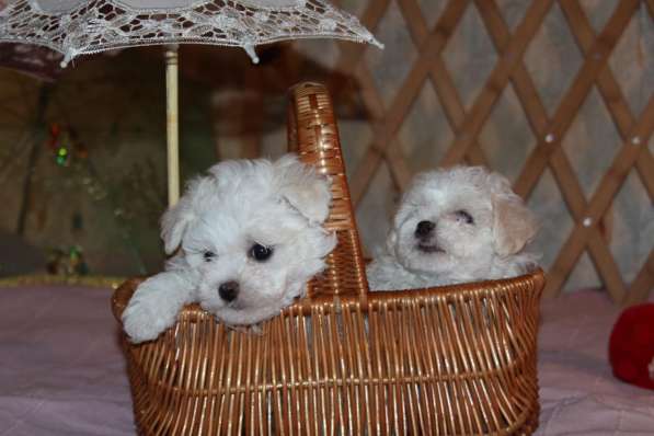 Балонез девочка в Москве фото 3