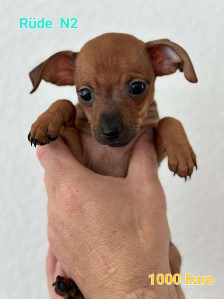 Zwergpinscher мини (до 2.5 кг) в фото 10