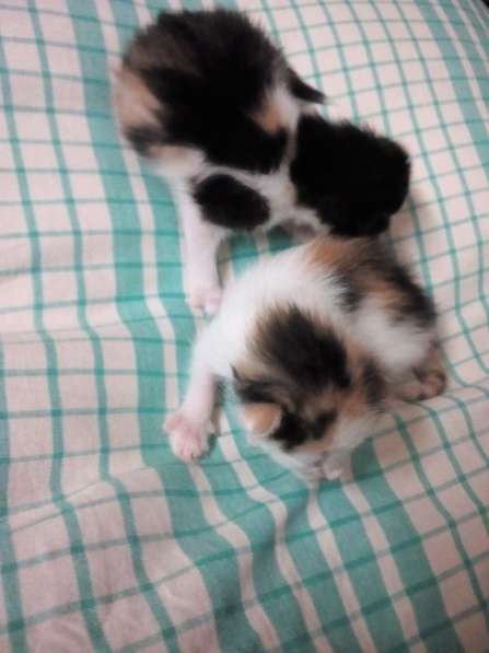 Отдам в хорошие руки