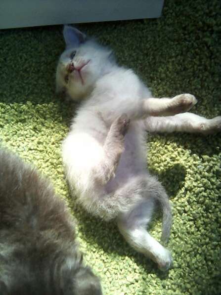 Элитный кудрявый котенок Герман-Рекс мальчик в Санкт-Петербурге фото 25