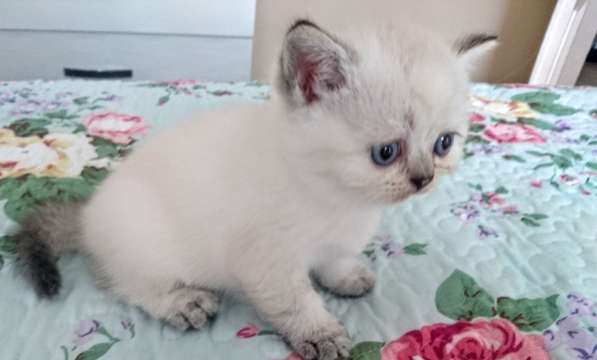 Шотландские котята в фото 5