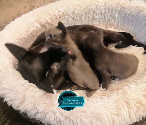 Котята Европейской Бурмы в Пушкино фото 10