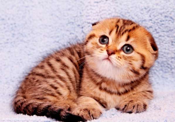 Пятнистый котик и кошечка в Санкт-Петербурге фото 8