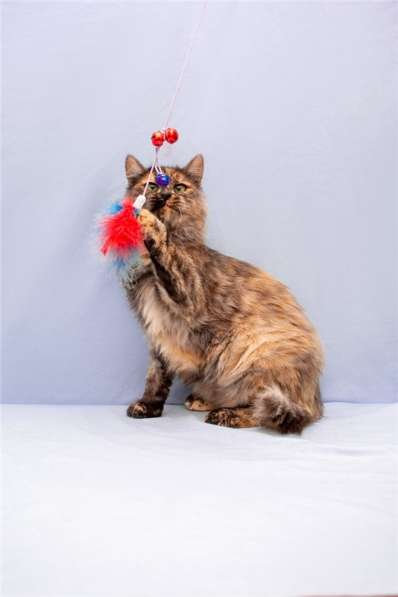 Красивая, трёхцветная, пушистая кошка Маша в добрые руки в Москве фото 6