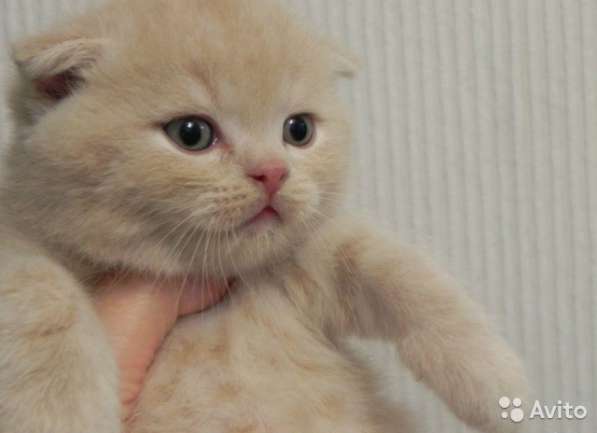 Котята -вислоухие и прямоухие в Костроме