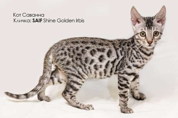 Леопардовые котята породы Саванна