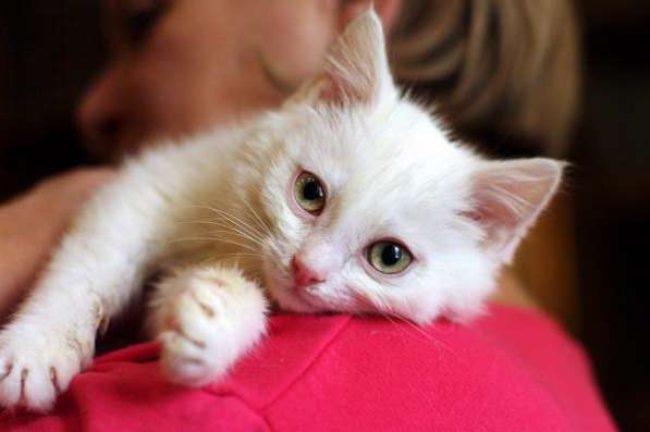 Белоснежный котенок ищет заботливую семью.